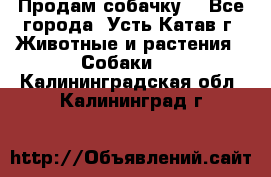 Продам собачку  - Все города, Усть-Катав г. Животные и растения » Собаки   . Калининградская обл.,Калининград г.